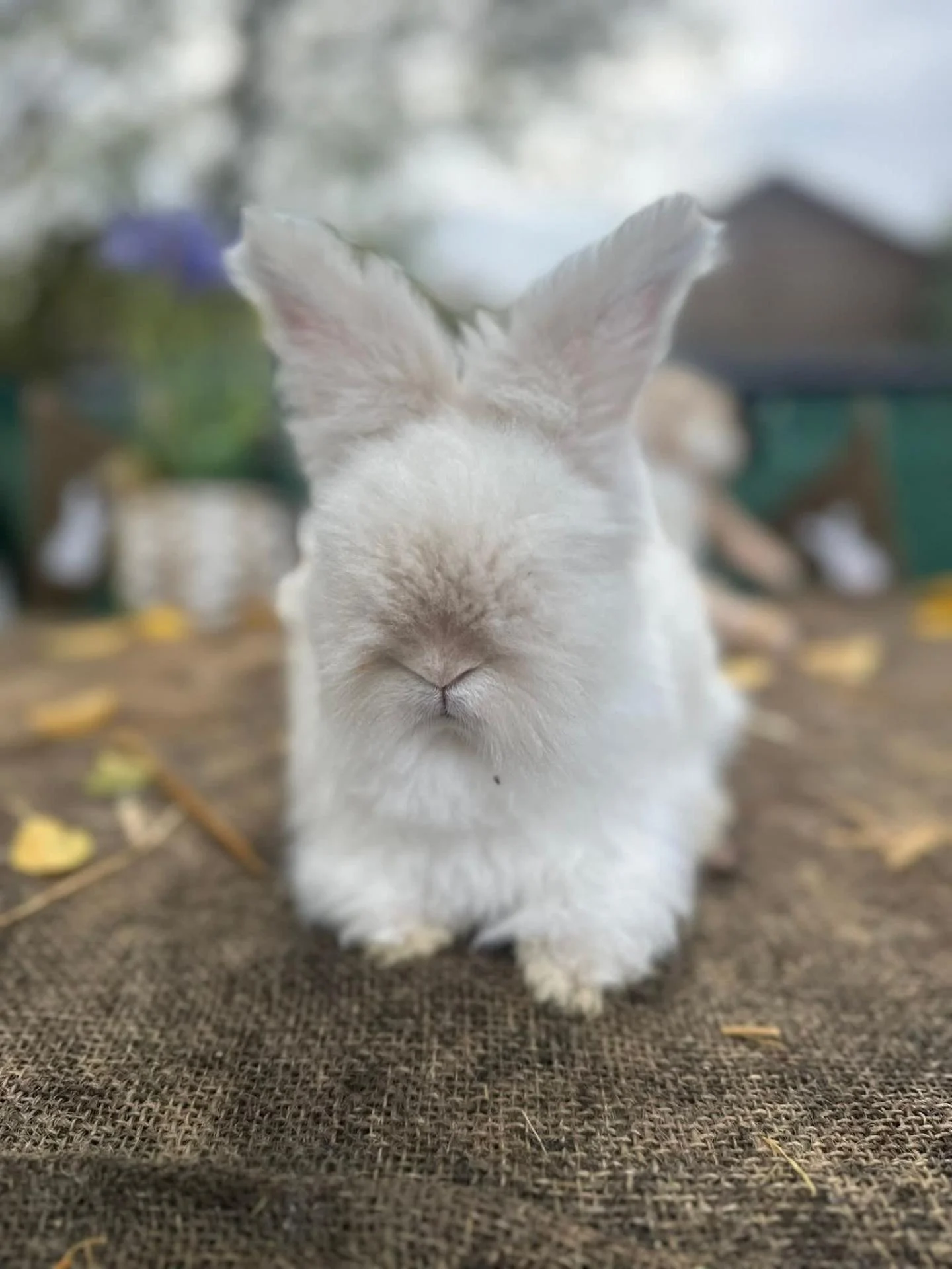 Whatsapp image 2025 11 11 a 22 40 07 ee0977b2